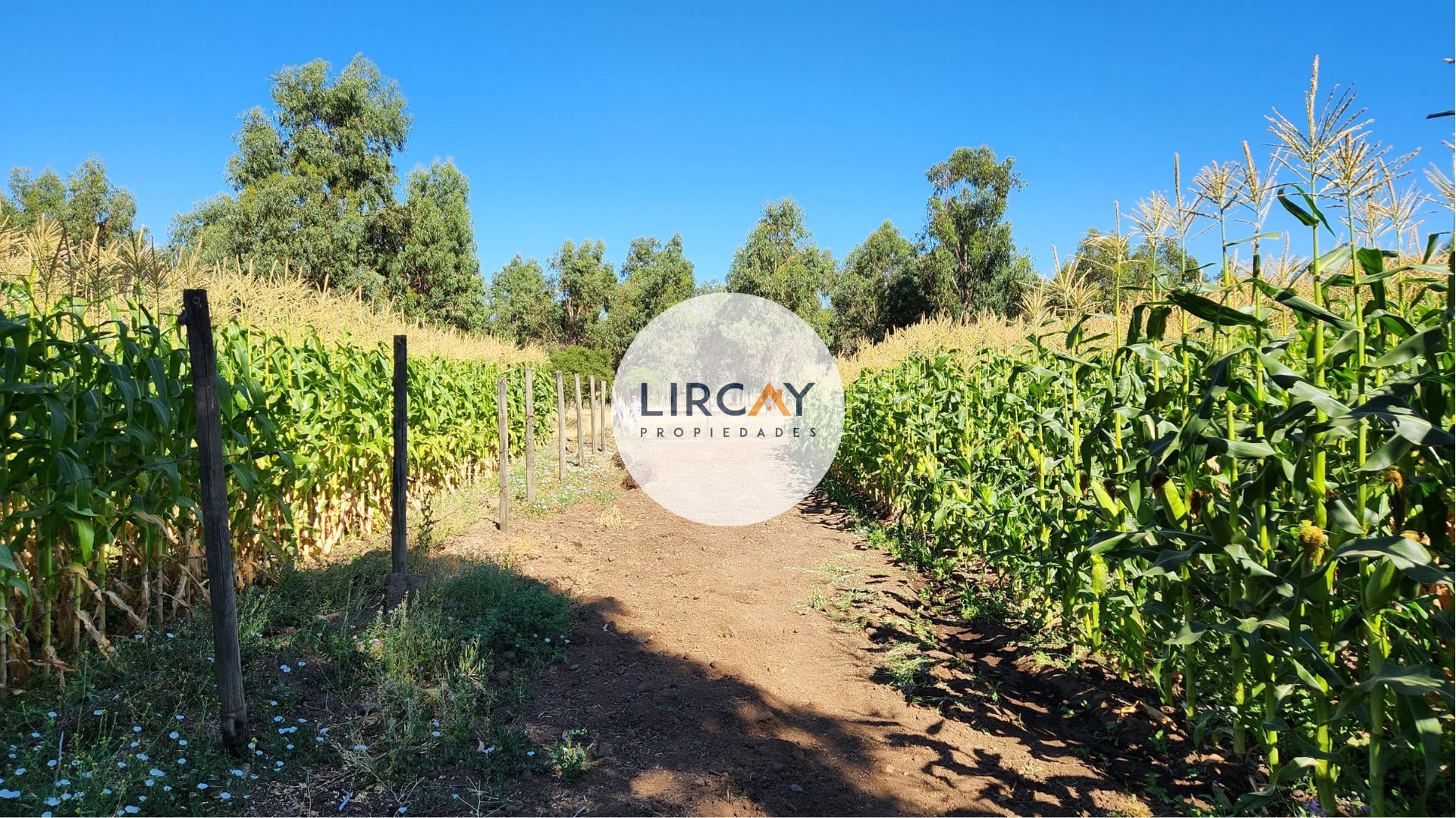 15 Terreno en Venta 7 ha. Talca.