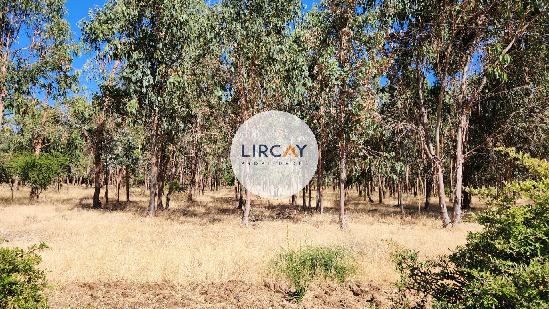 4 Terreno en Venta 7 ha. Talca.