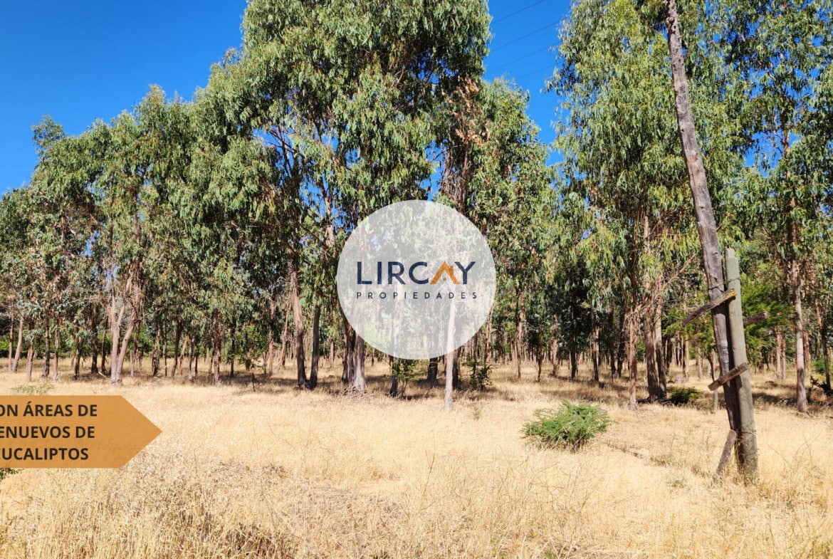 Terreno en Venta 7 ha. Talca.